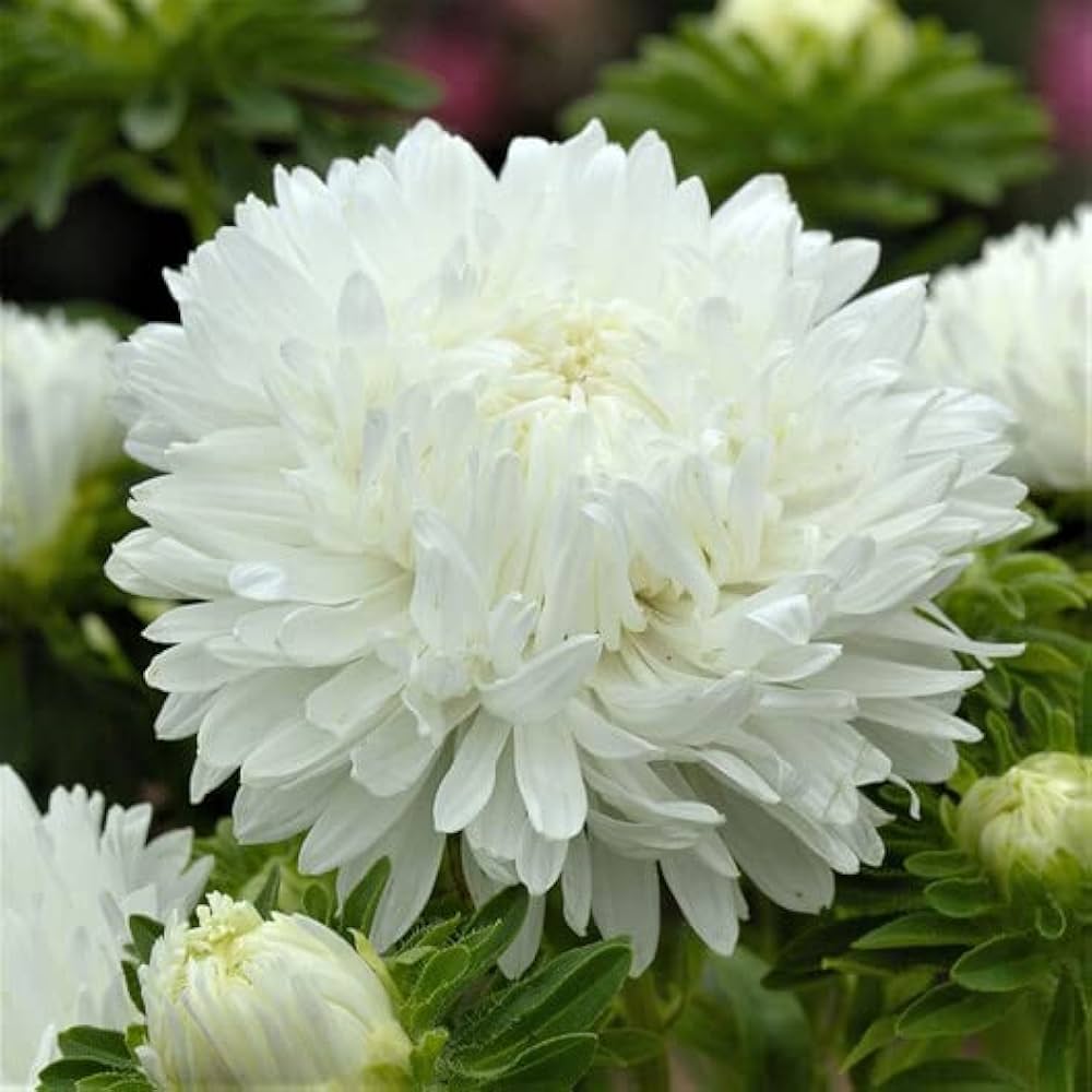 Duchess Paeony Aster Seeds