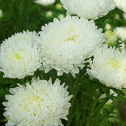 Duchess Paeony Aster Seeds