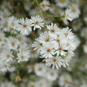 Frost Aster Seeds