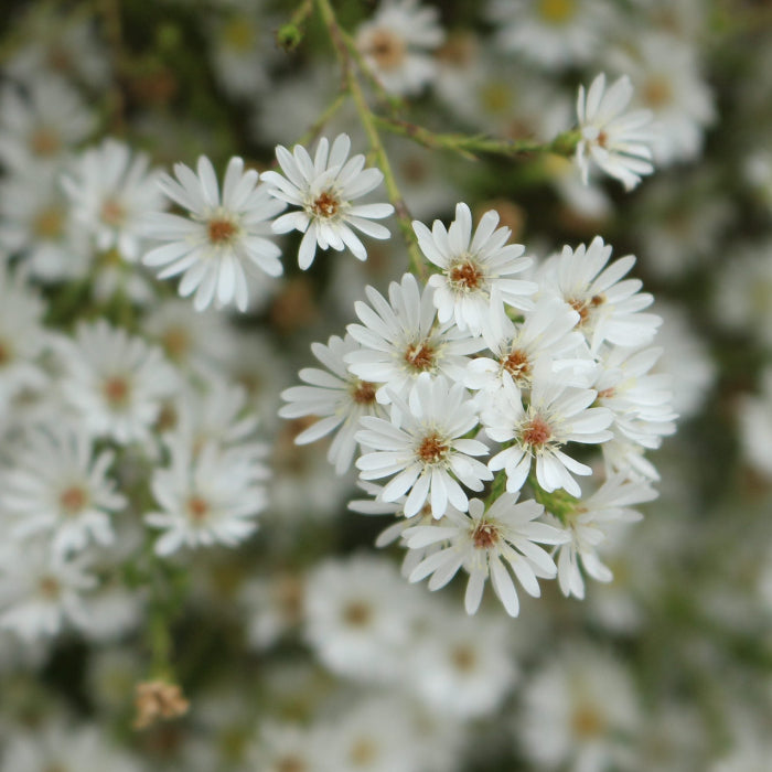 Frost Aster Seeds