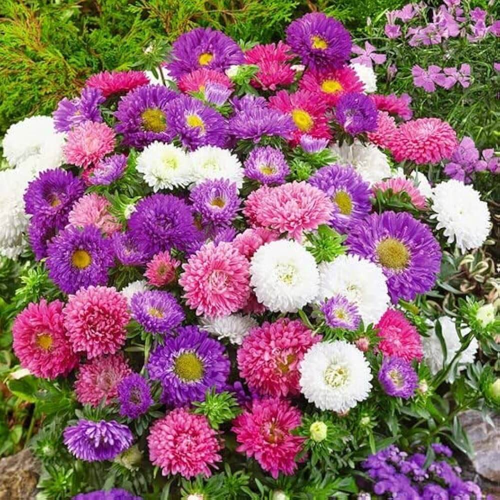 Giant Multi Aster Seeds