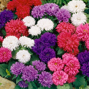 Giant Multi Aster Seeds