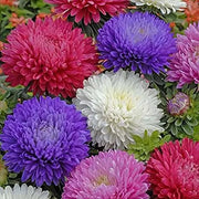 Giant Multi Aster Seeds
