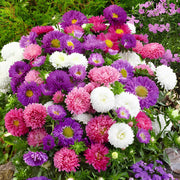 Michaelmas Daisy Seeds, Aster amellus Flower Seeds