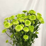 Light Green Aster Seeds
