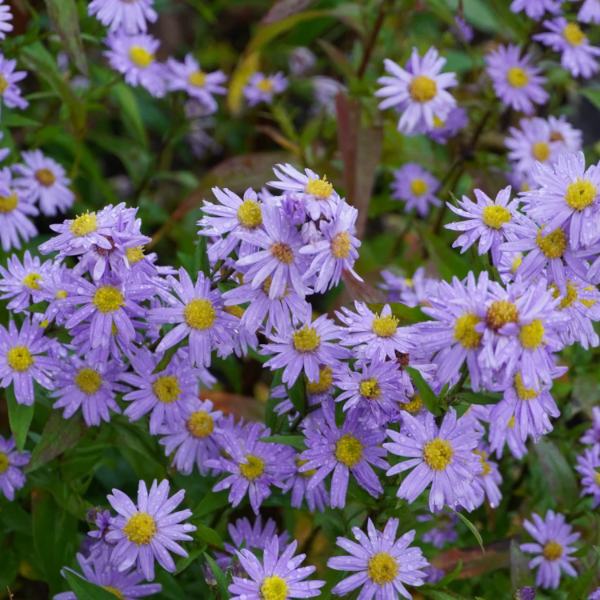Novi-Belgii Aster Seeds