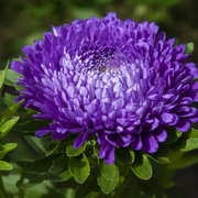 Pompon Blue Moon Aster Seeds