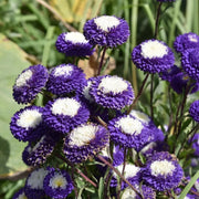 Purple & White Aster Seeds