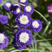 Purple & White Aster Seeds