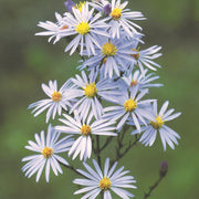 Sky Blue Aster Seeds