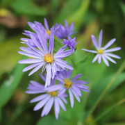 Sky Blue Aster Seeds