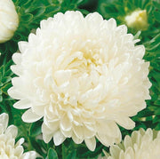 White Callistephus Aster Seeds