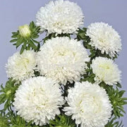 White Callistephus Aster Seeds