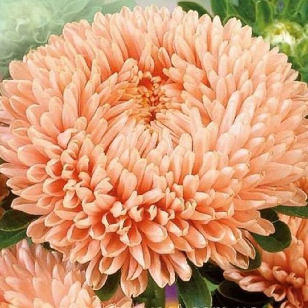 White Orange Aster Seeds