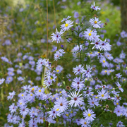 Sky Blue Aster Seeds