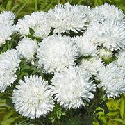 White Callistephus Aster Seeds