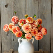 White Orange Aster Seeds