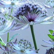 Blue Masterwort Astrantia Major Seeds