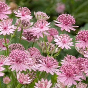 Compact Astrantia Major Seeds