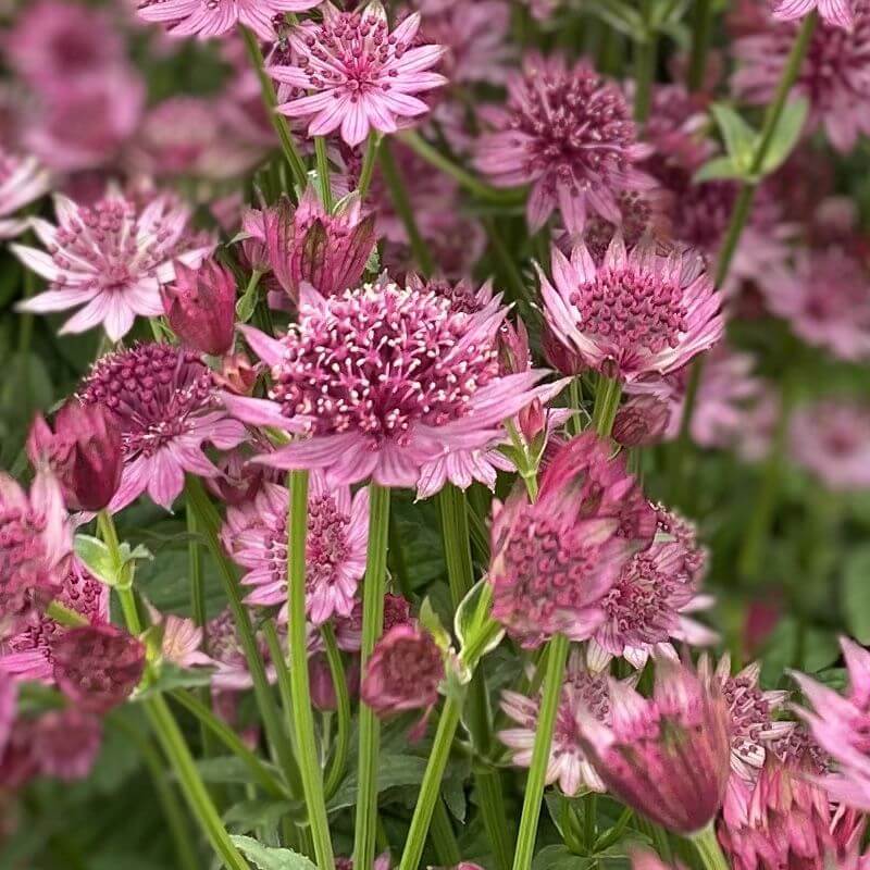 Compact Astrantia Major Seeds