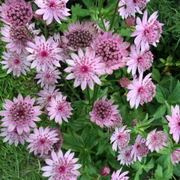Rose Symphony Astrantia Major Seeds