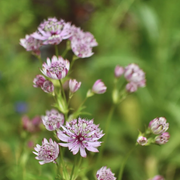 Rose Symphony Astrantia Major Seeds