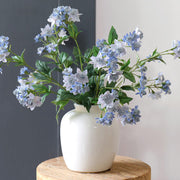 Blue Masterwort Astrantia Major Seeds