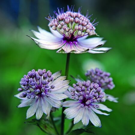 Blue Masterwort Astrantia Major Seeds