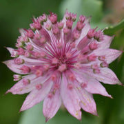 Compact Astrantia Major Seeds