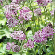 Rose Symphony Astrantia Major Seeds