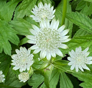 Sun-Loving Astrantia Major Seeds