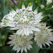 Sun-Loving Astrantia Major Seeds