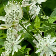 Sun-Loving Astrantia Major Seeds