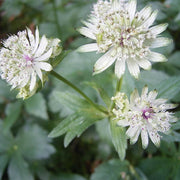 Sun-Loving Astrantia Major Seeds