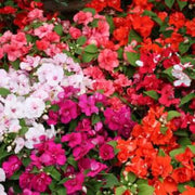 Wildflower Mix Lizzie Seeds