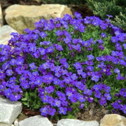 Cascade Seasonal Aubrieta Seeds