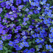 Cascade Dark Blue Aubrieta Seeds