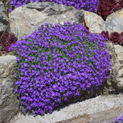 Cascade Seasonal Aubrieta Seeds