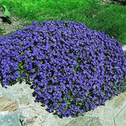 Cascade Seasonal Aubrieta Seeds