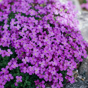 Rockcress Aubrieta Deltoidea Seeds