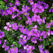 Rockcress Aubrieta Deltoidea Seeds