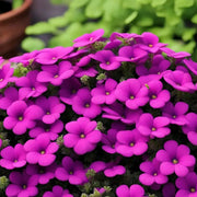 Hardy Aubrieta Seeds