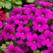 Hardy Aubrieta Seeds