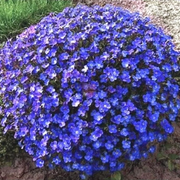 Cascade Dark Blue Aubrieta Seeds