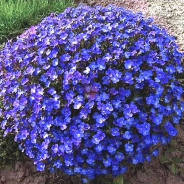 Cascade Dark Blue Aubrieta Seeds