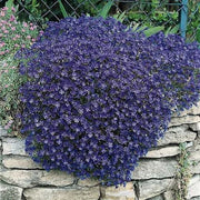 Cascade Seasonal Aubrieta Seeds