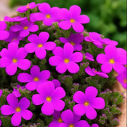 Hardy Aubrieta Seeds