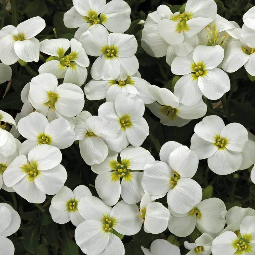 White Rock Cascade Aubrieta Seeds