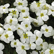 White Rock Cascade Aubrieta Seeds