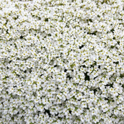 White Rock Cascade Aubrieta Seeds